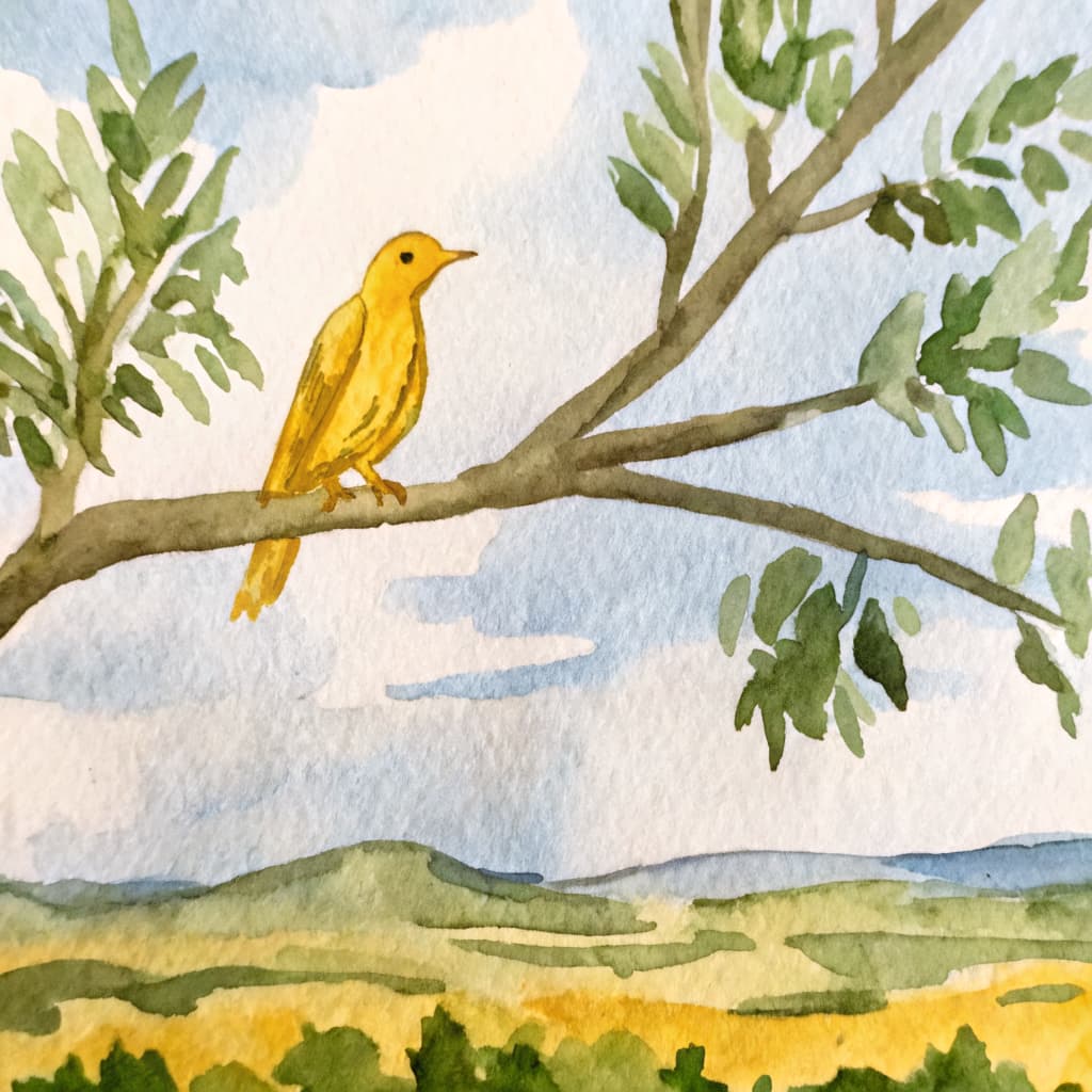 Illustrated canary perched on a summer Texas Hill Country branch